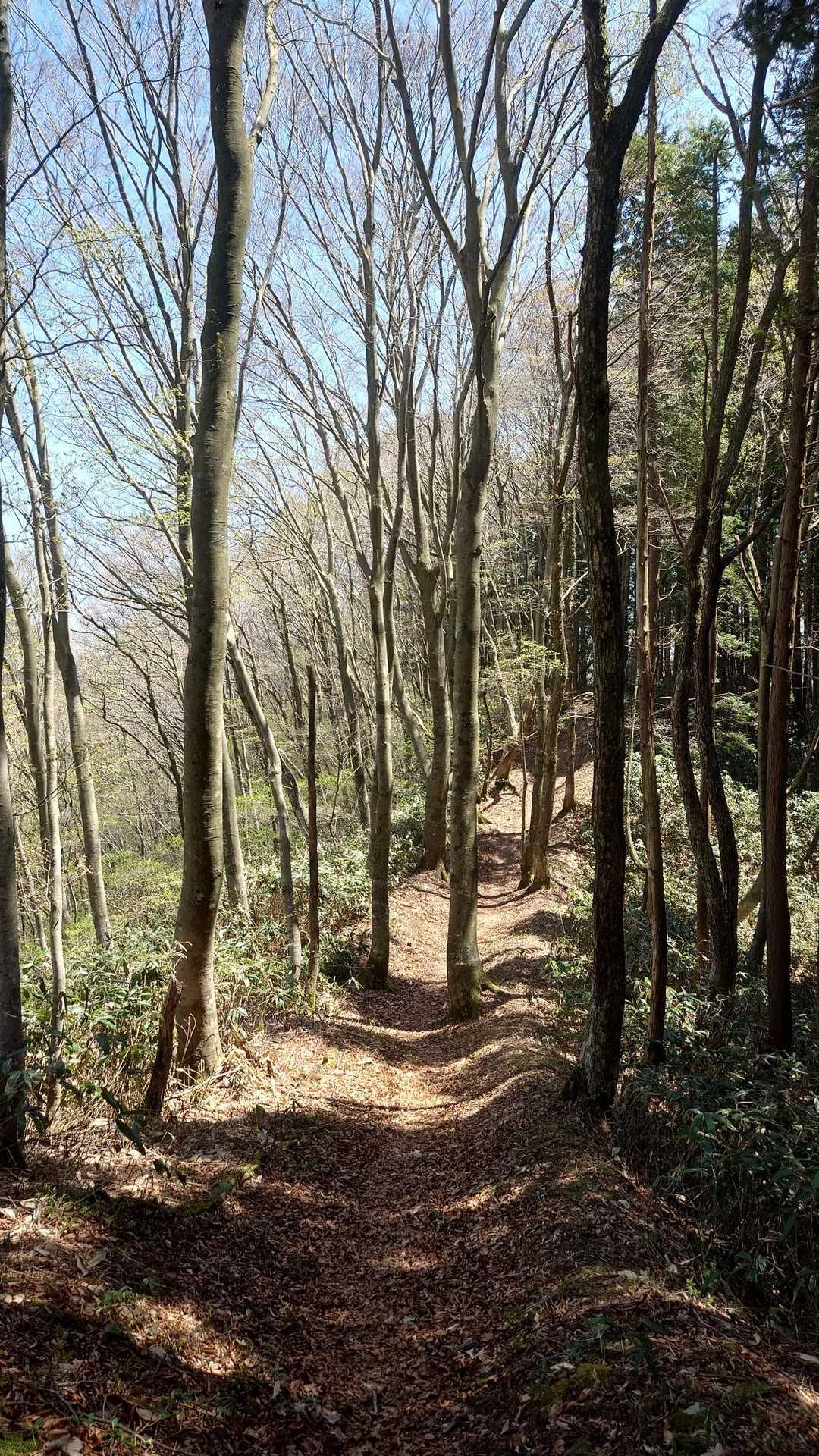 こんな道ばかりならね…。😅