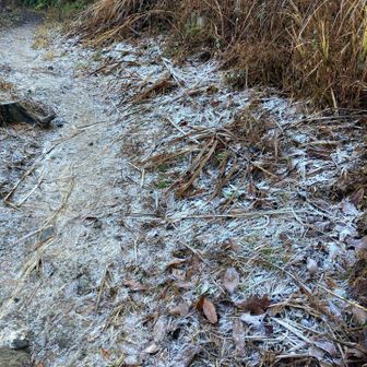 なかなか立派な霜