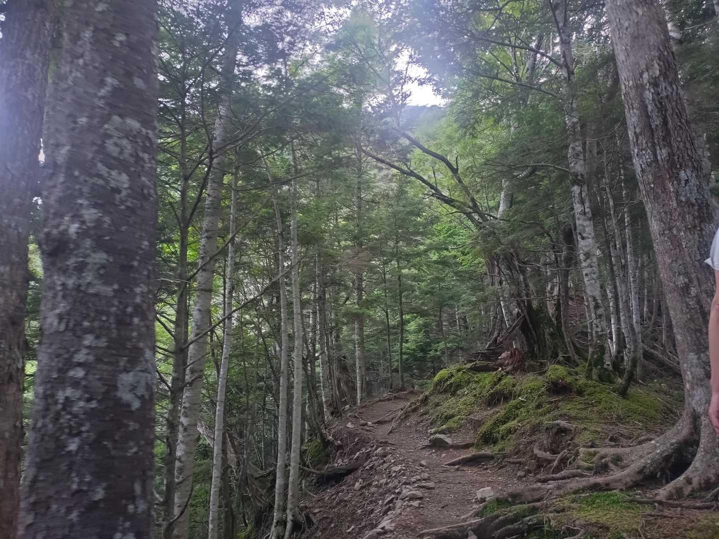 最初は歩きやすい道