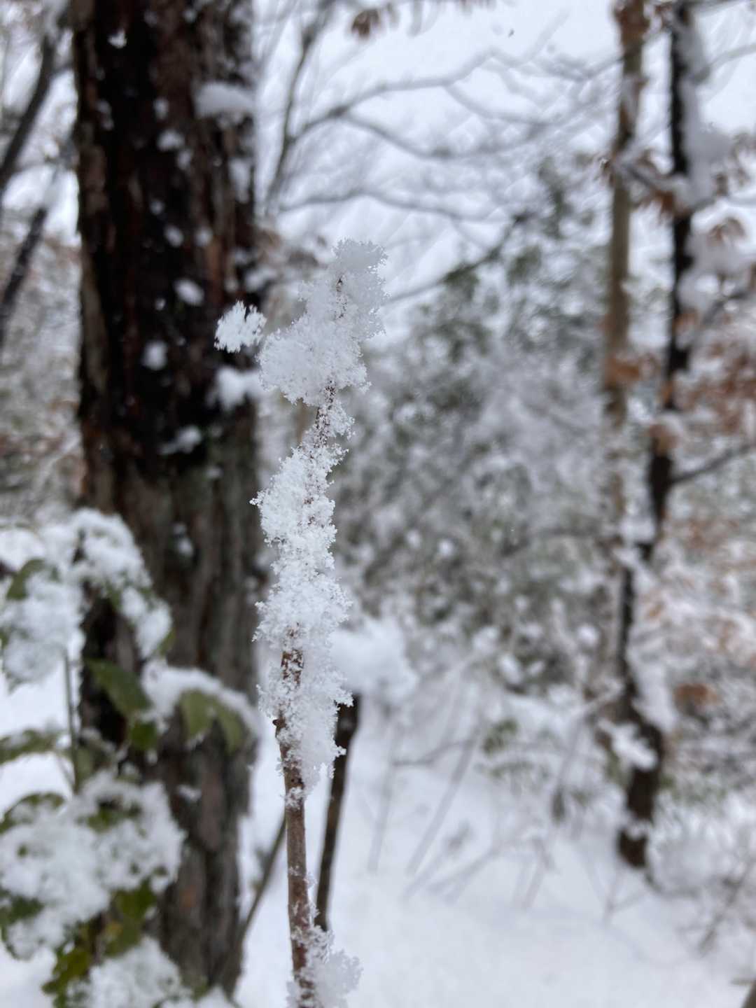 素敵✨❄️