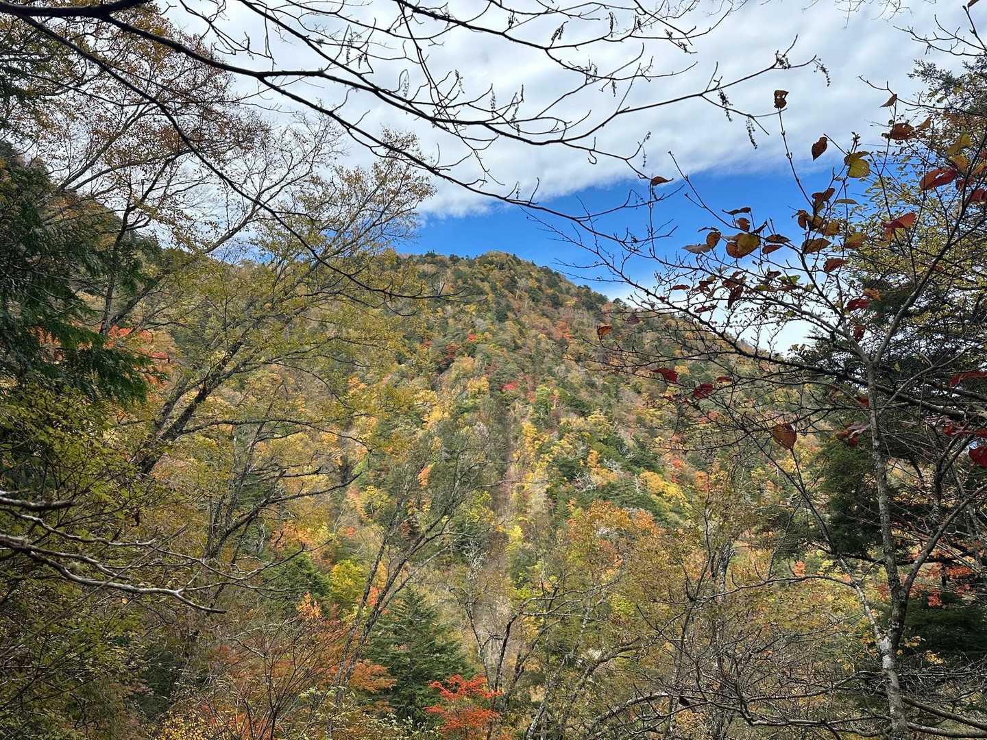 写真では伝わりにくいが紅葉🍁！