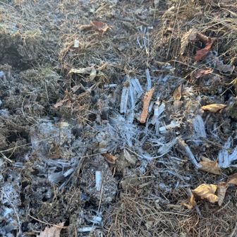 日陰は霜柱あった