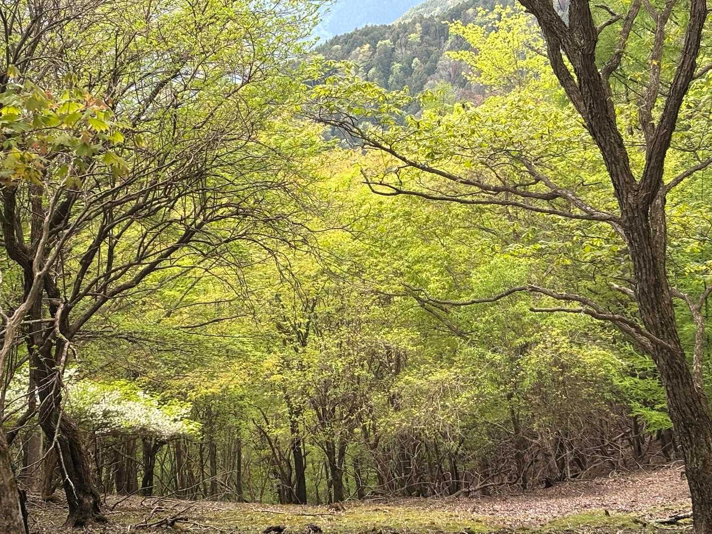 十二山-熊鷹山 往復コースの写真