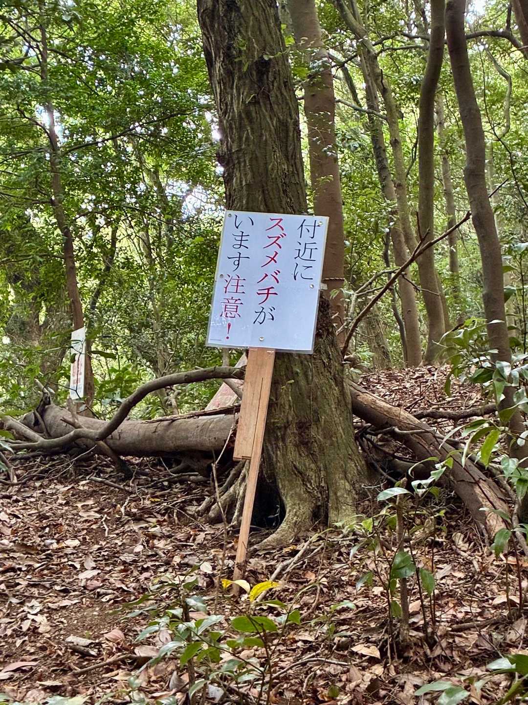 こわ〜🐝