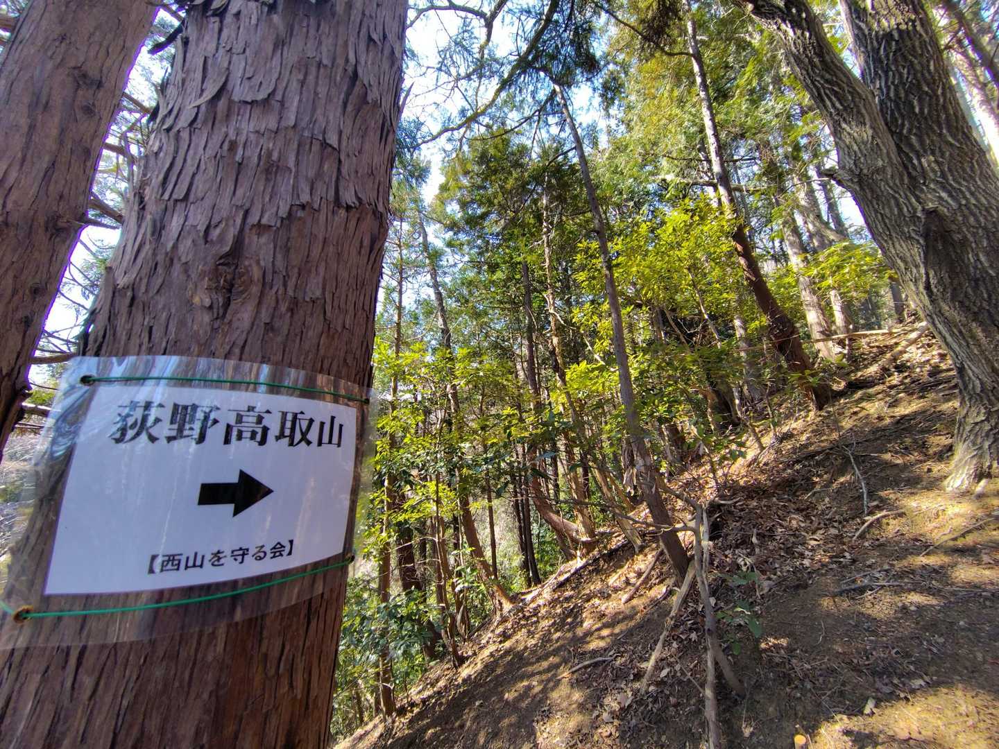 ミツマタ群生地を通り抜けて荻野高取山へ山行開始💡しばらく山腹を巻いて、ここからいよいよ荻野高取山の核心部‼️山頂までの急登区間が連続する💪