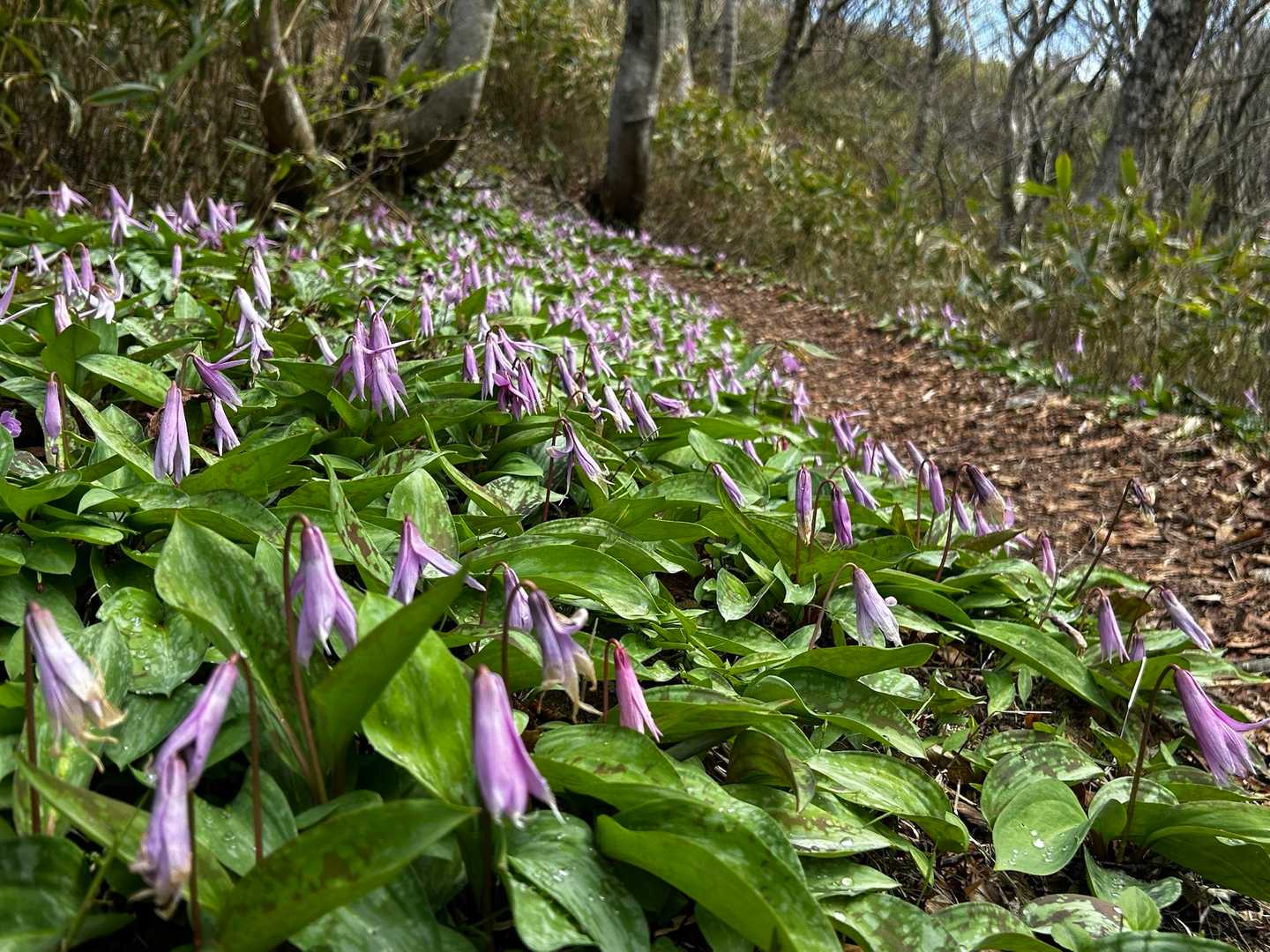 下蒜山〜中蒜山周回コース:カタクリの開花状況 / T⭐︎Iの登山データ 