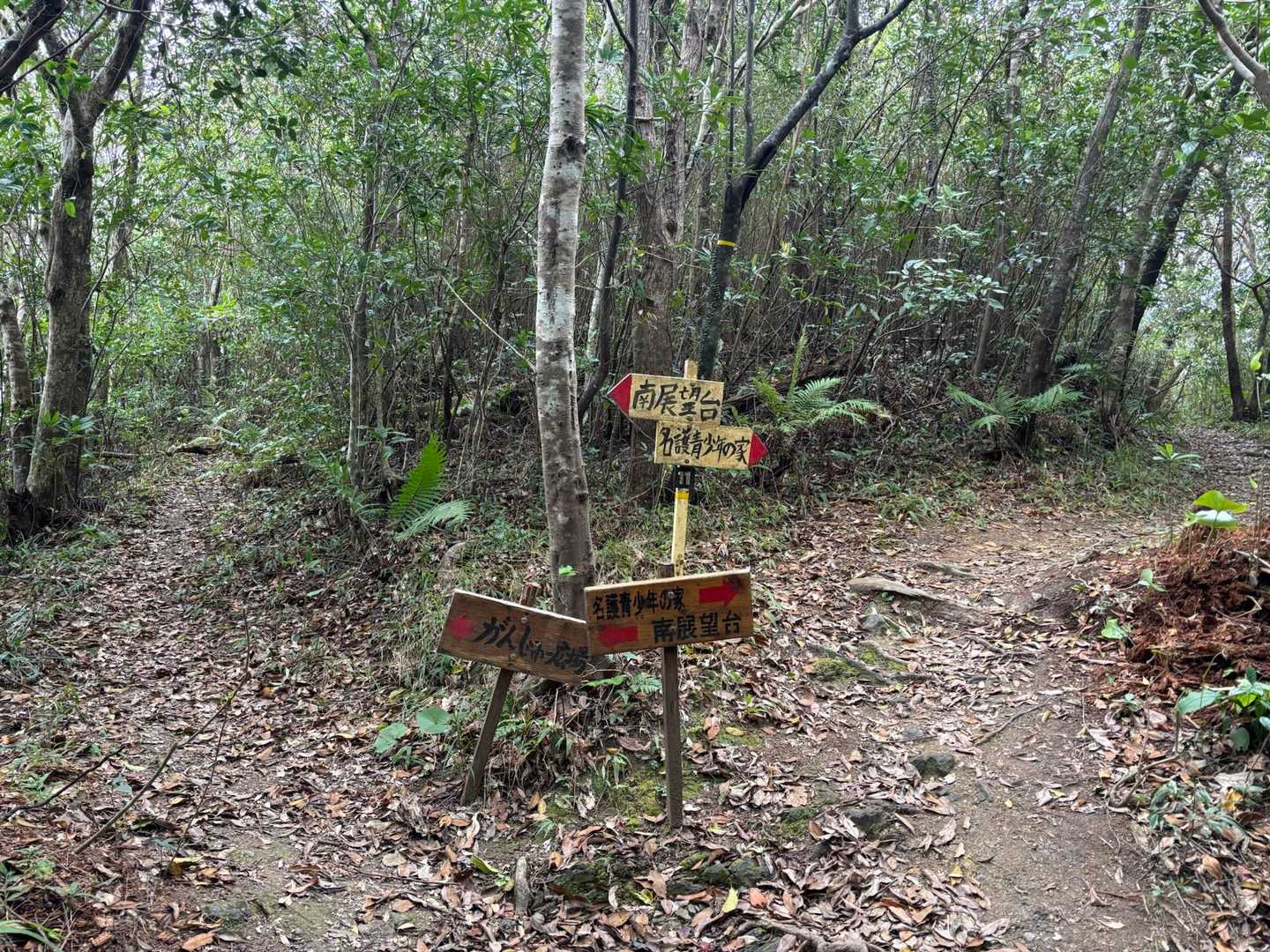 南国の森と町の絶景を楽しむ！名護岳周回コースの写真