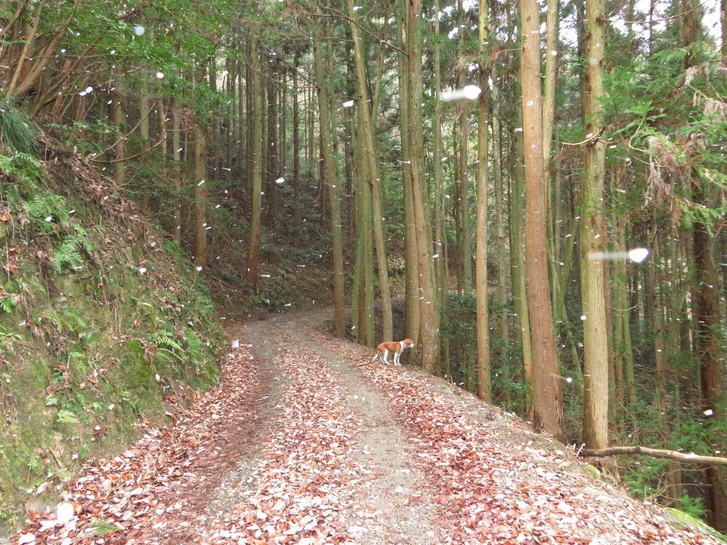先で待ってくれる🐶りんちゃん！
