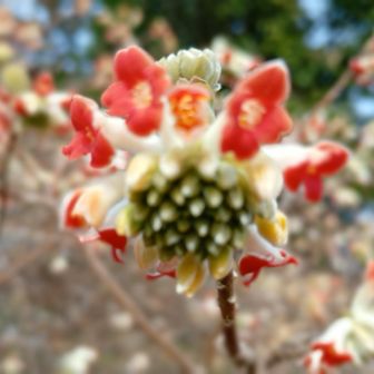 気になていた赤いミツマタ見れました🪷これは嬉しかった😃❣️