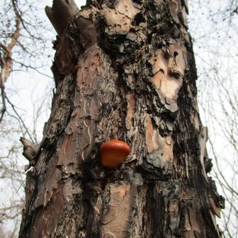 焼けた木にキノコ・・・