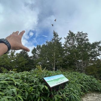 ようやく青空これが限界💦
蝶々🦋が仲良く飛んでます。