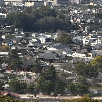 平等院鳳凰堂を上から見る👀