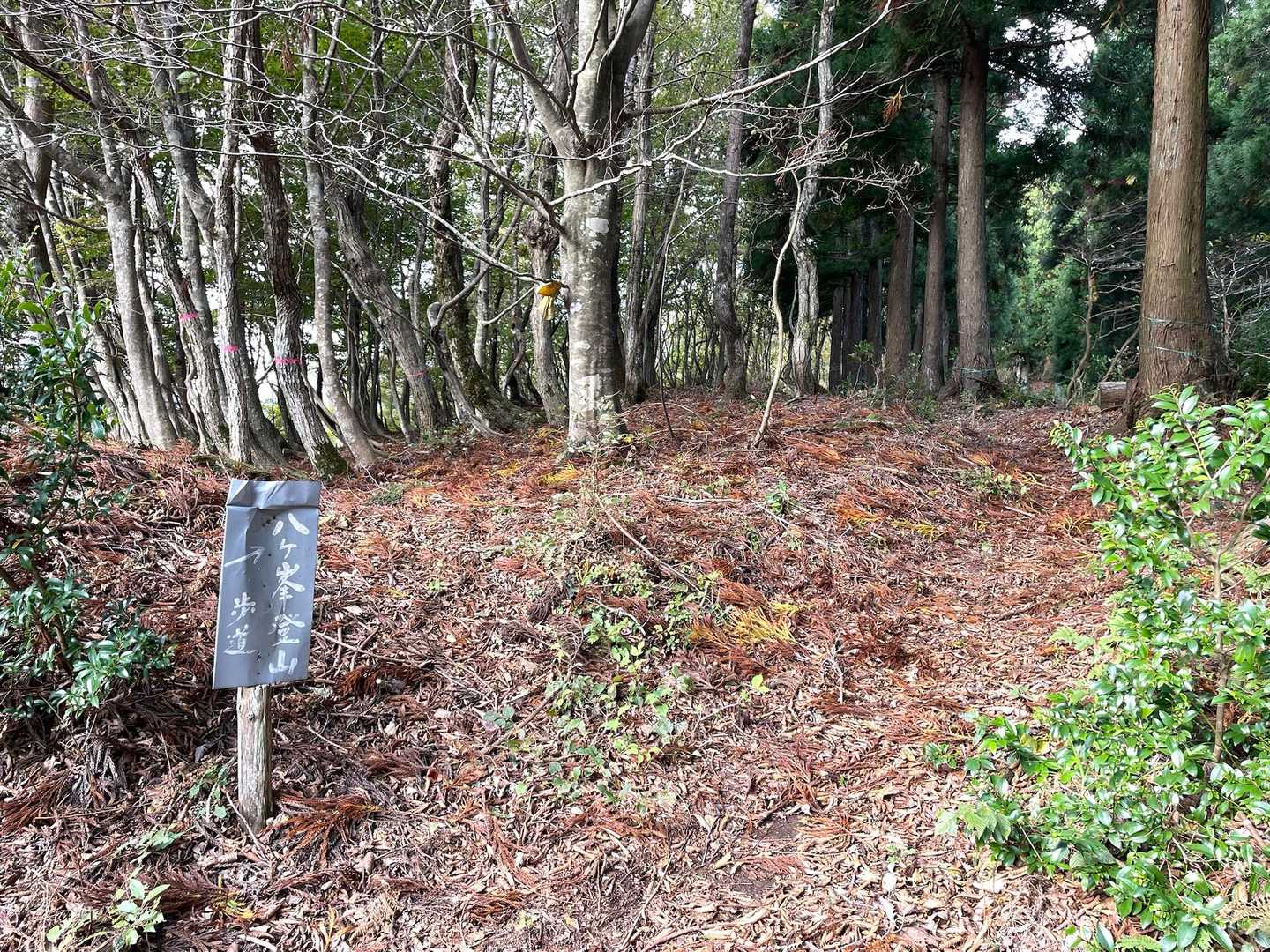 登山口
爆風〜😆
でもそのうち慣れてきて、汗はいい感じに乾くし終始快適登山でした！