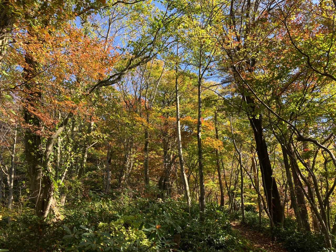 櫛形山-関沢登山口 往復コースの写真