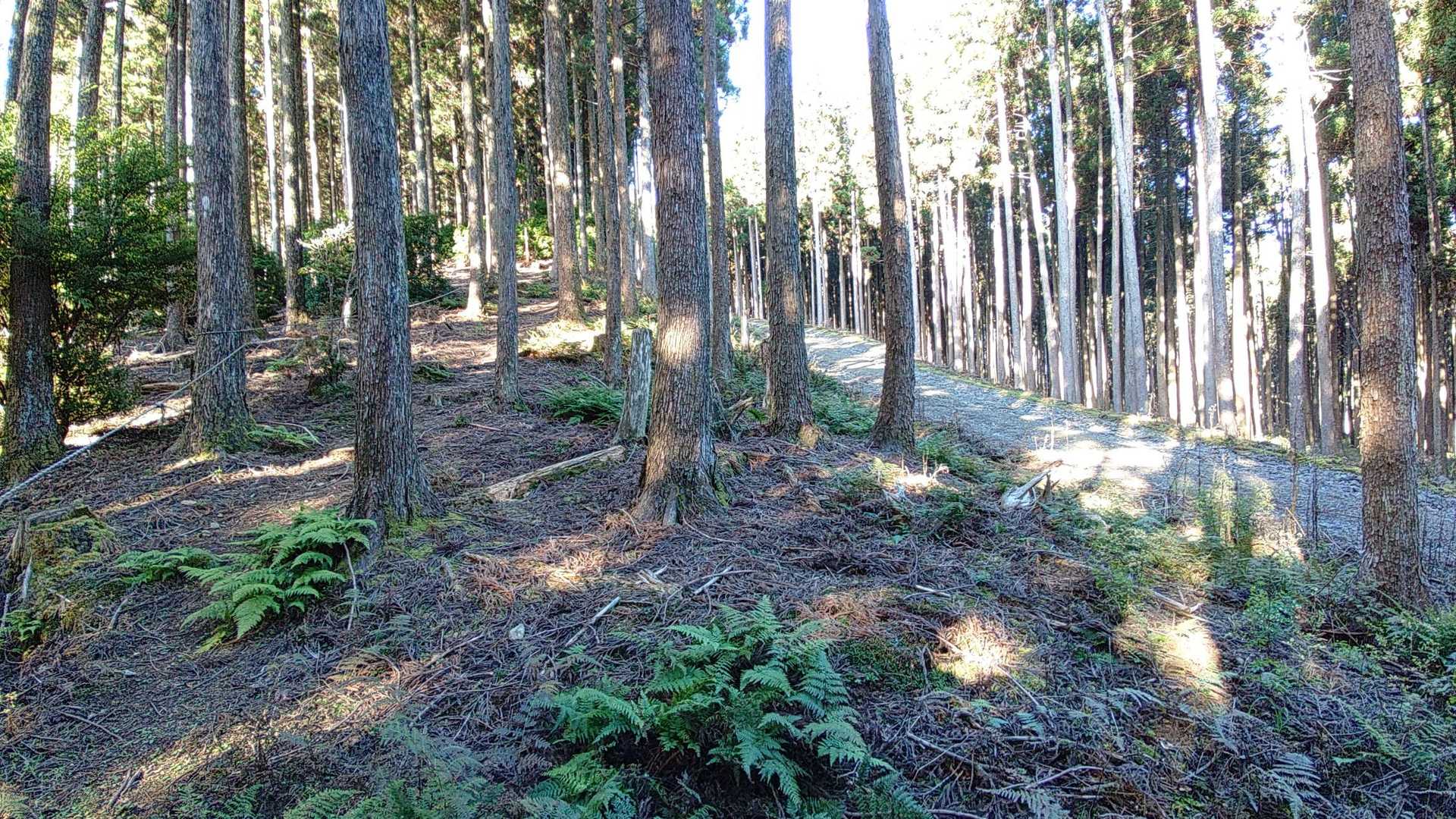 登山道のスグ横に林道あるし😅