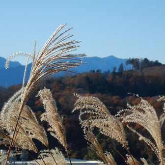 ススキが綺麗！
