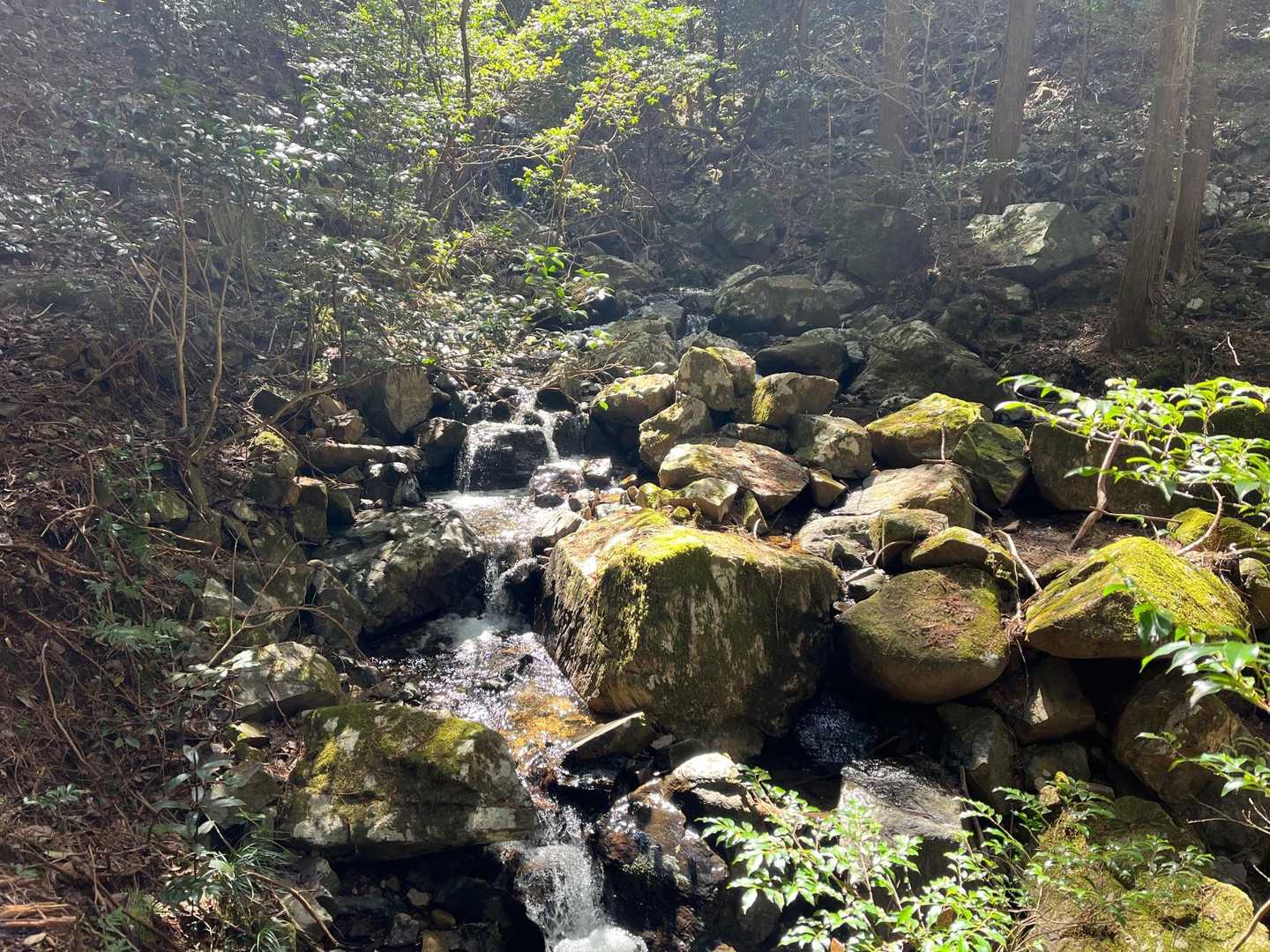 この沢、すごく綺麗だわ🤩