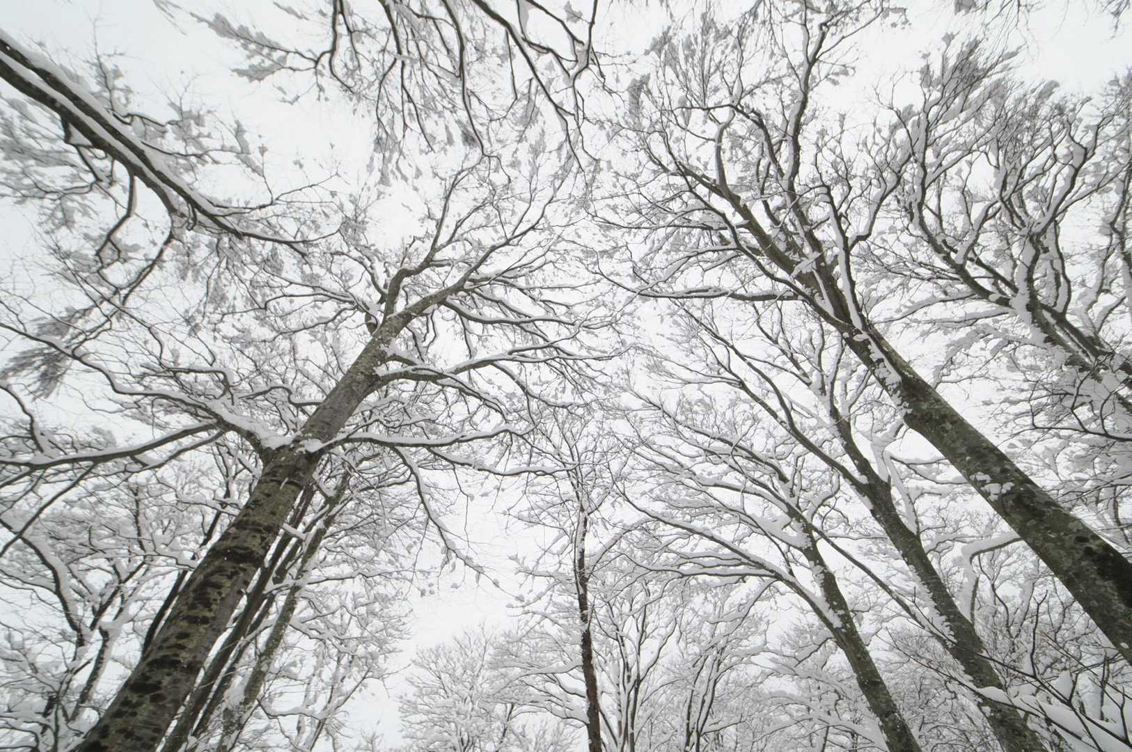 大蔵山 往復コースの写真