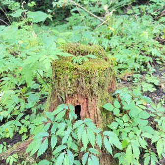 小さい苔付きの切り株。かわいい。