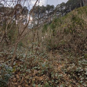 登山口がこんなにボーボーなんて💦