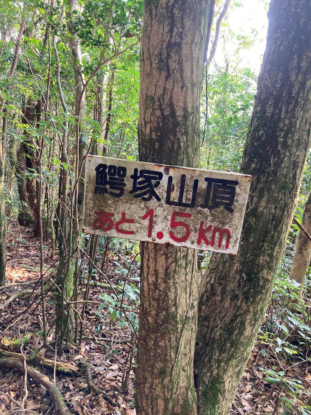 鰐塚山 往復コースの写真