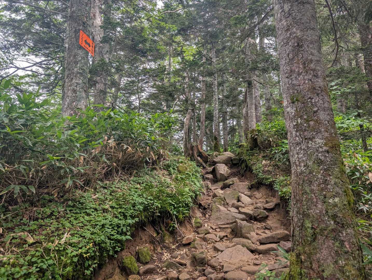 本格的に登り続ける道でした