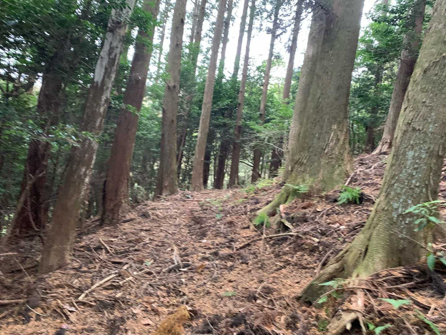 こういう道でも安心します