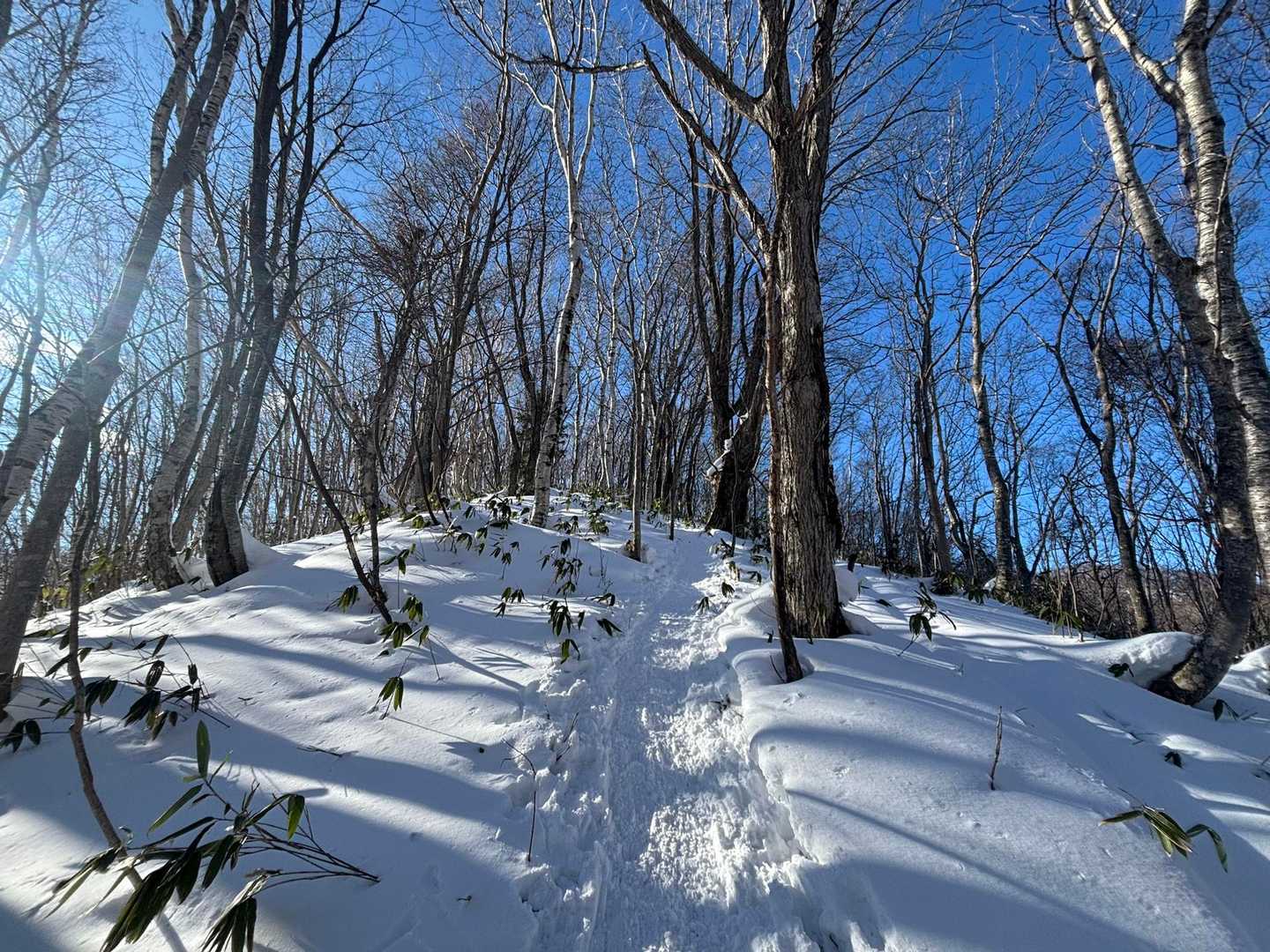 盤渓山 往復コースの写真