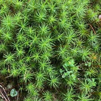 苔コケこけ