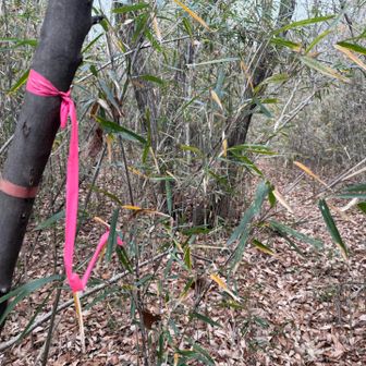 ピンテが出てきたので安心出来そう