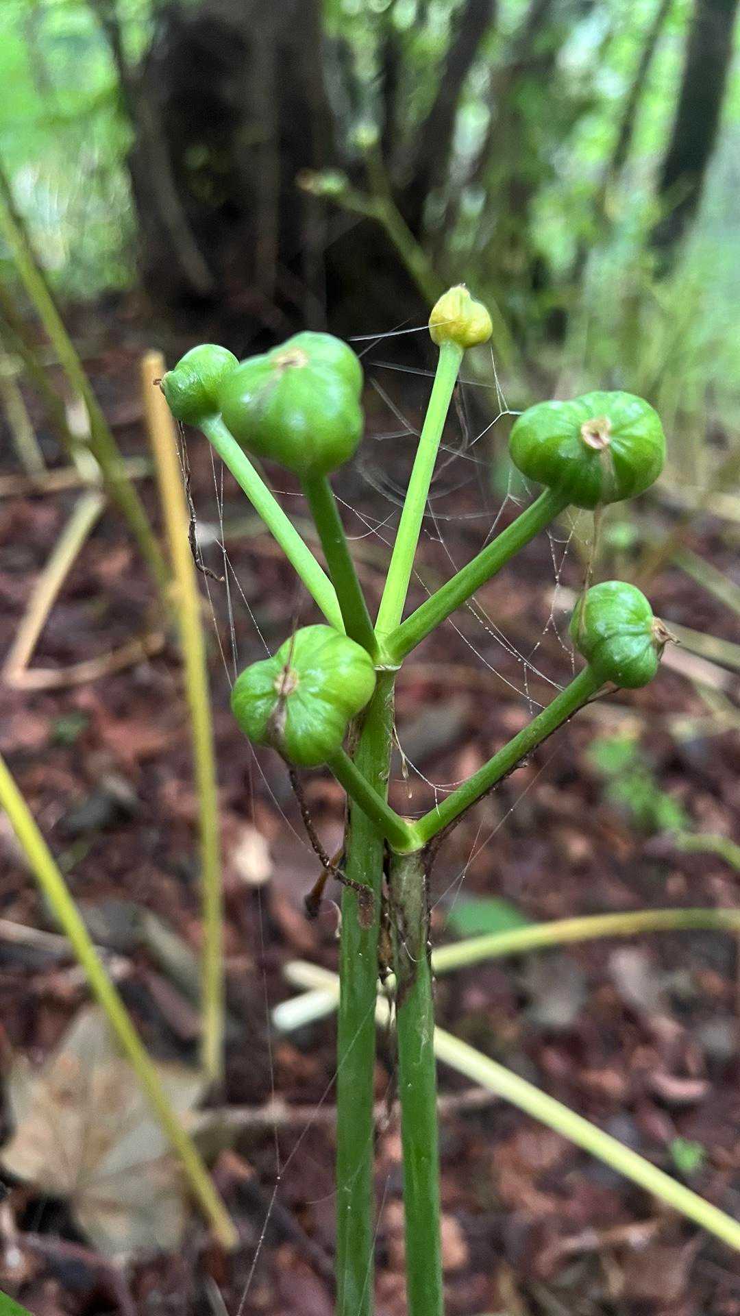 これはキツネちゃんの花後ですね
