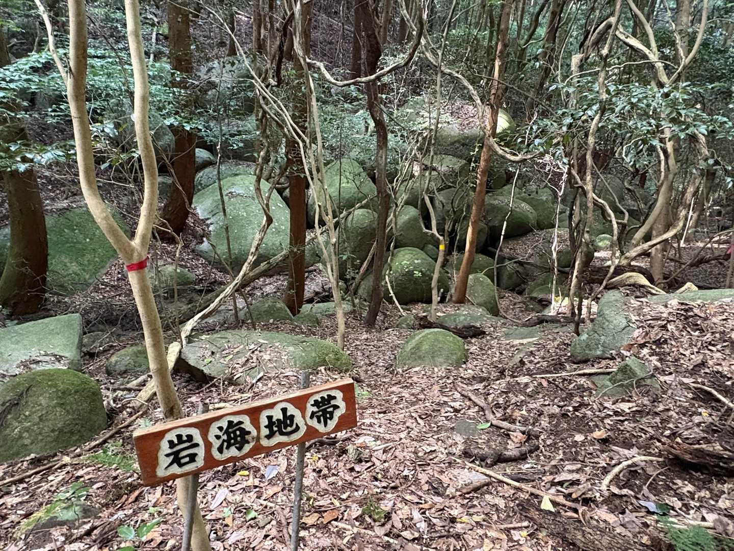 だそうです