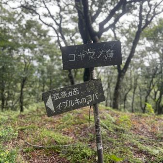 まだガスガスでなにも見えない🫥