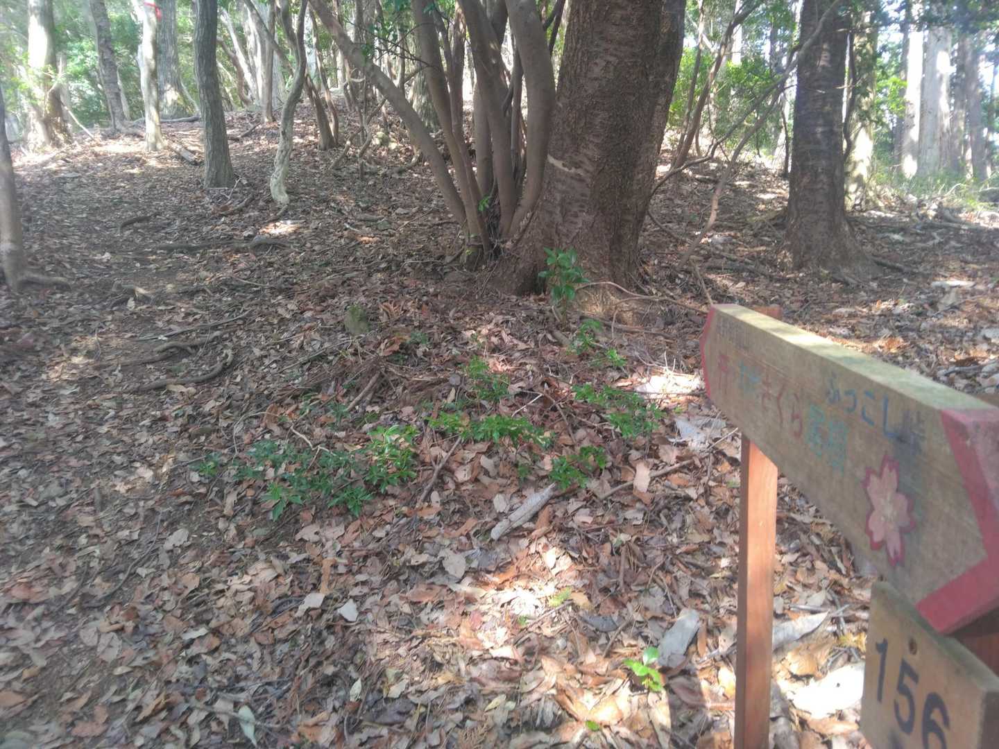 てくてく‥🚶‍♂🚶‍♀