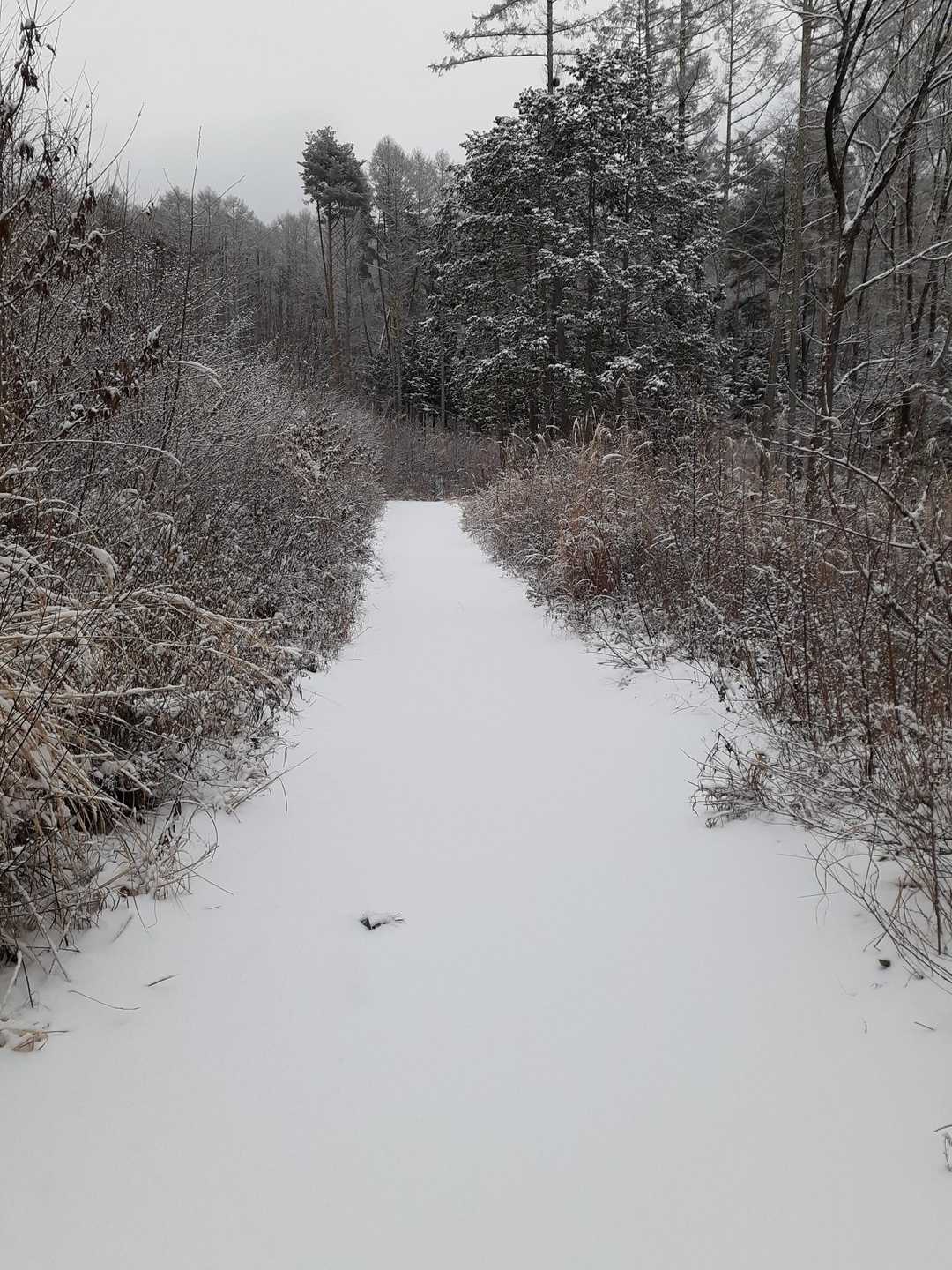 登山口までは林道歩き
踏み跡が無いと林道も楽しい😁