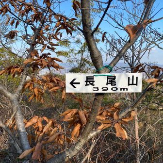 長尾山