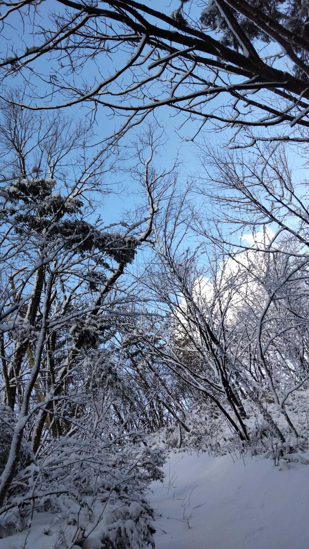 桜公園登山口-願文山-大峰山 往復コースの写真