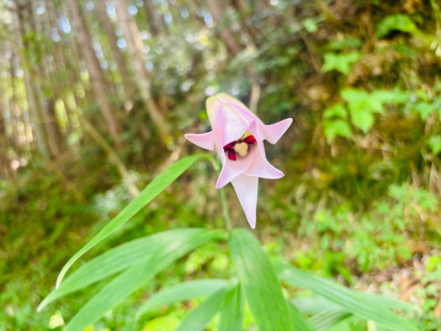                        あなたはササユリ？

                        ササユリの花言葉
                    「清浄」「上品」「純潔」