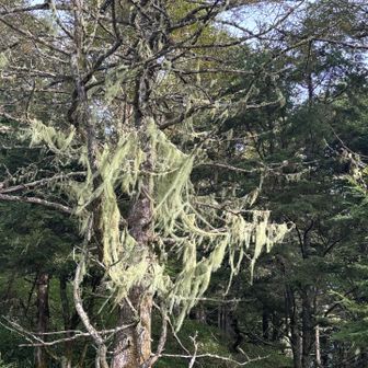 これはサルオガセの木？絡まれてるだけ？サルオガセってちょっと謎