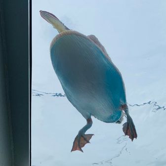 れい