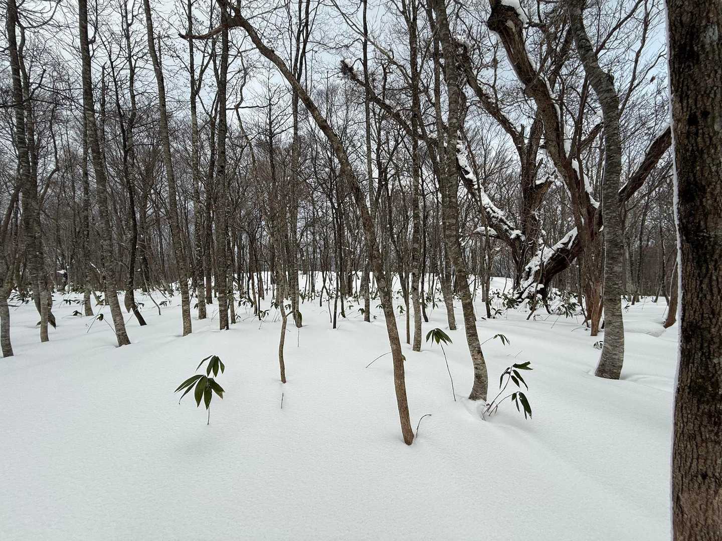 あまり風もなく小雪がチラホラ