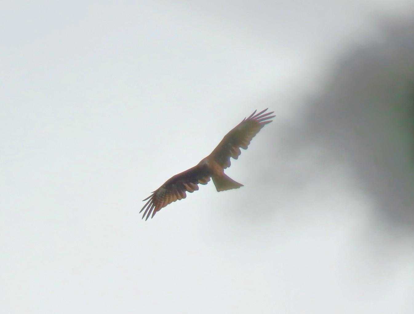 国見山では鳶しか見られず
