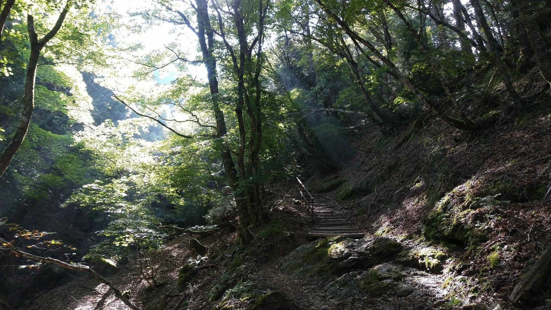 洞辻茶屋-山上ヶ岳 往復コースの写真