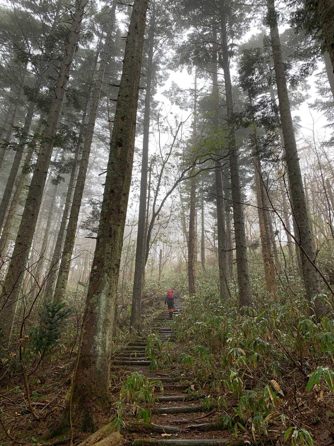 なんか好きな雰囲気🌲🌲🌲