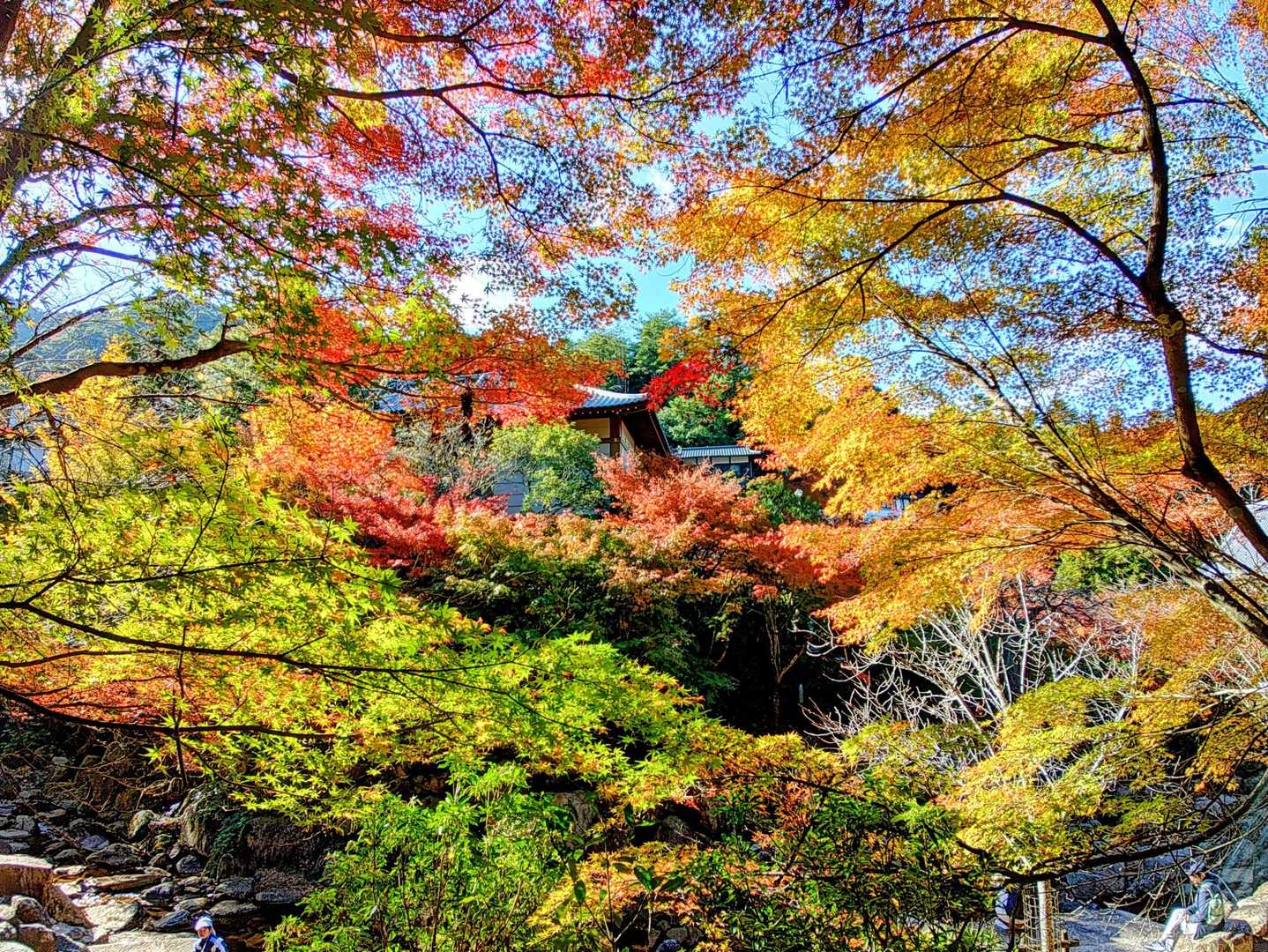 駒ヶ林-弥山 往復コースの写真
