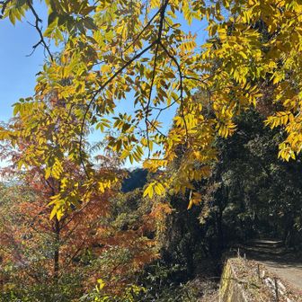 黄色が綺麗だったのでパチリ。