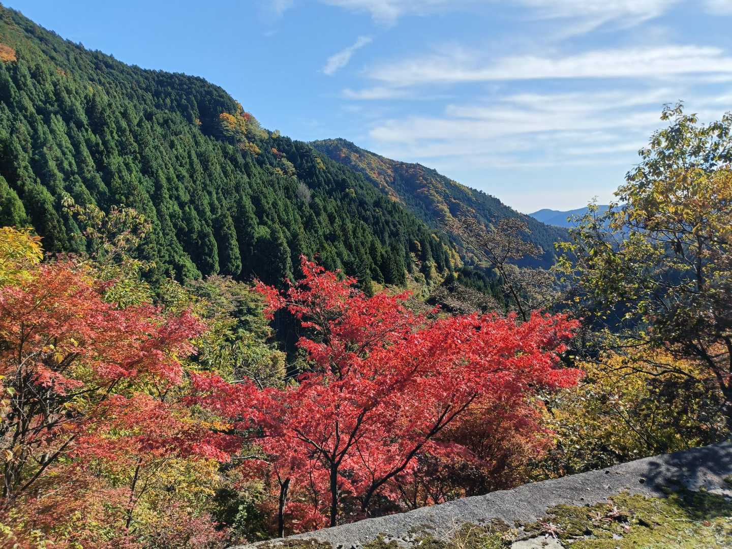 駐車場横ですでにこの紅葉🍁