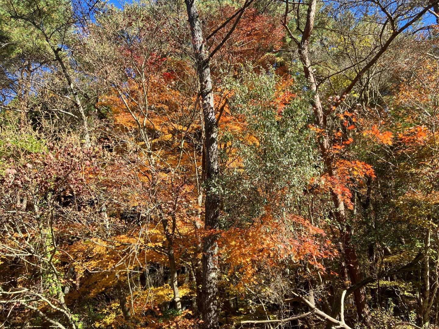 終わりがけの紅葉。