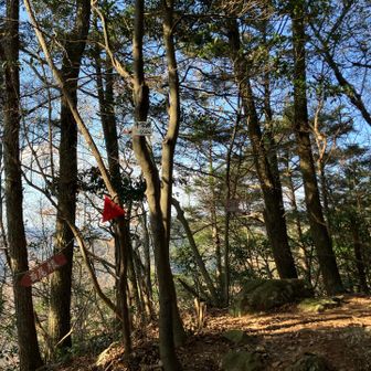 十字峰山頂(550m)