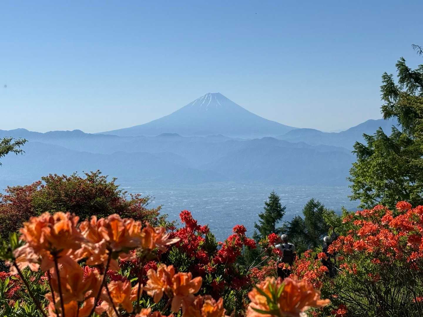 甘利山 千頭星山 / mahmoの登山データ | YAMAP / ヤマップ